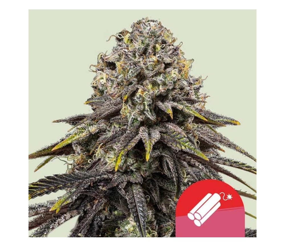 Dynamite Diesel de Royal Queen Seeds