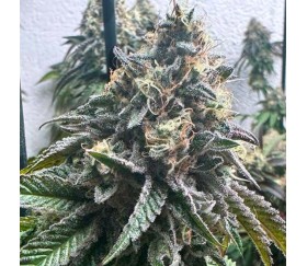 Strawbilbo Banana Auto de Genehtik Seeds
