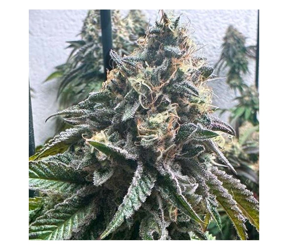 Strawbilbo Banana Auto de Genehtik Seeds