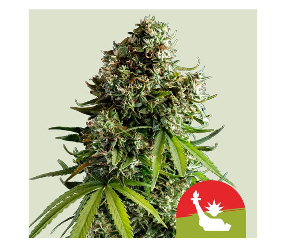 NYC Sour D Auto de Royal Queen Seeds