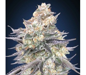 Blue Dream de 00 Seeds