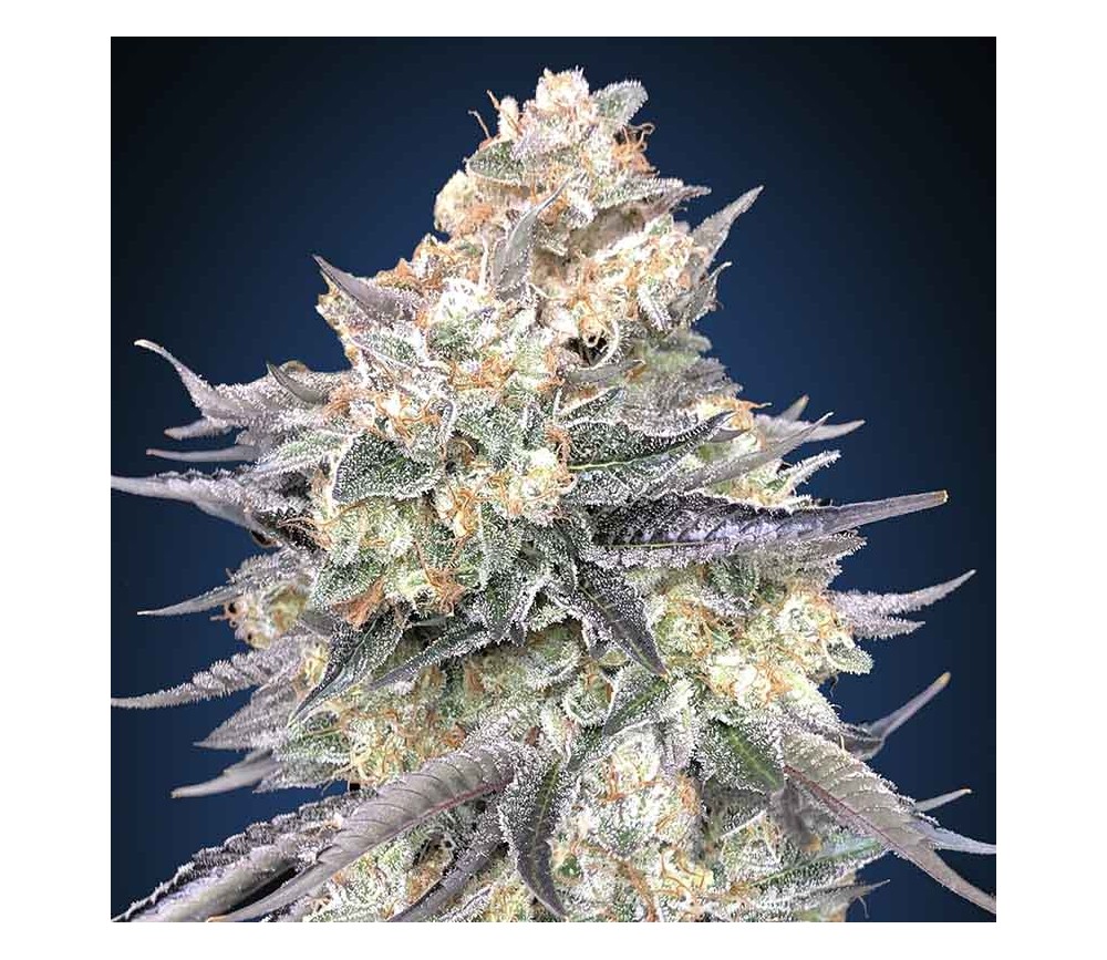 Blue Dream de 00 Seeds