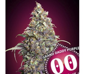 Grand Daddy Purple de 00 Seeds