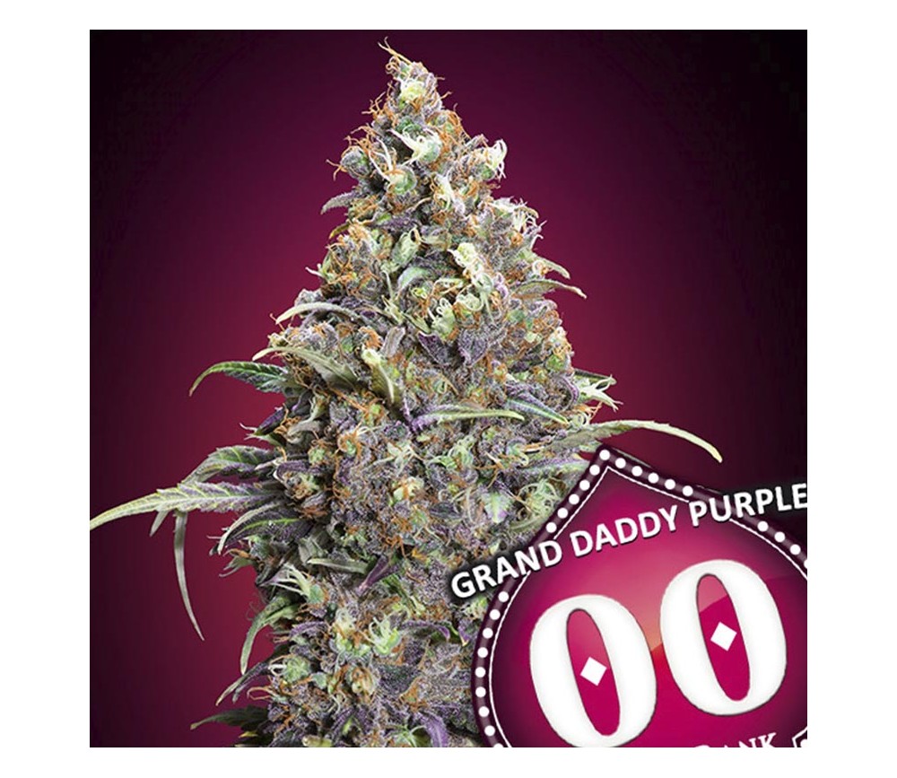 Grand Daddy Purple de 00 Seeds