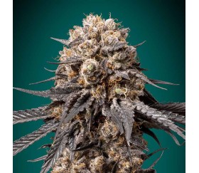 Bubba’s Gift de 00 Seeds