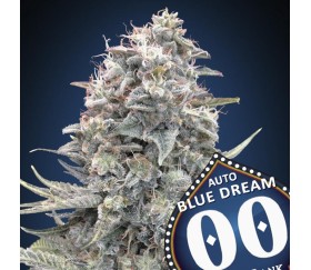 Auto Blue Dream de 00 Seeds