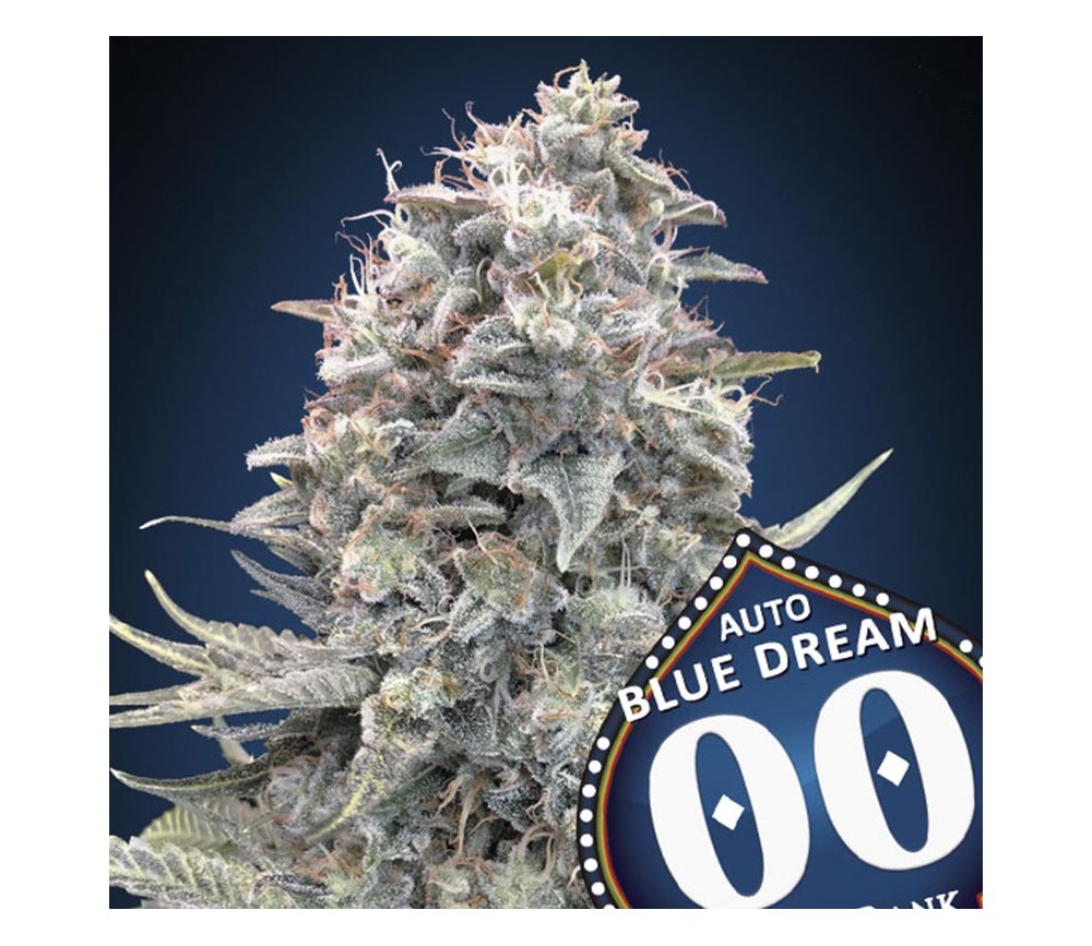 Auto Blue Dream de 00 Seeds