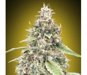 Auto Lemon OG de 00 Seeds