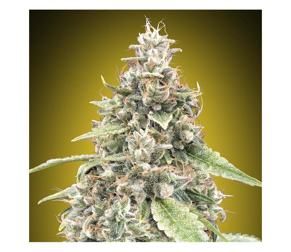 Auto Lemon OG de 00 Seeds