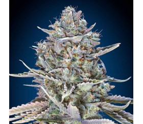 Blue Dream Fast de 00 Seeds