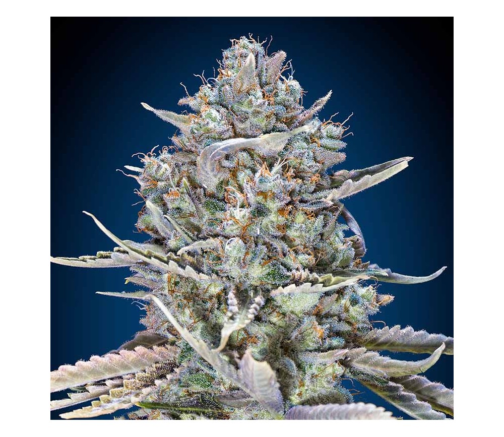 Blue Dream Fast de 00 Seeds