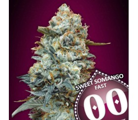 Sweet Somango Fast de 00 Seeds