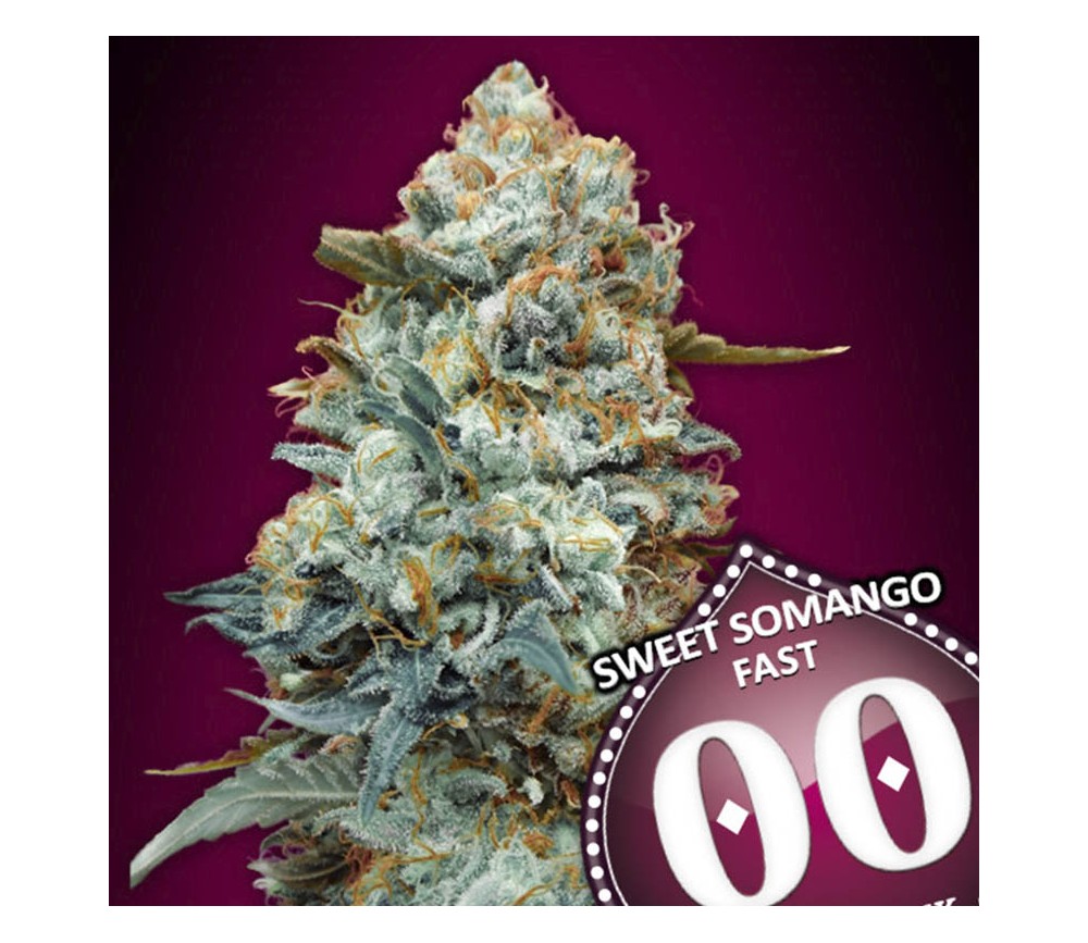 Sweet Somango Fast de 00 Seeds