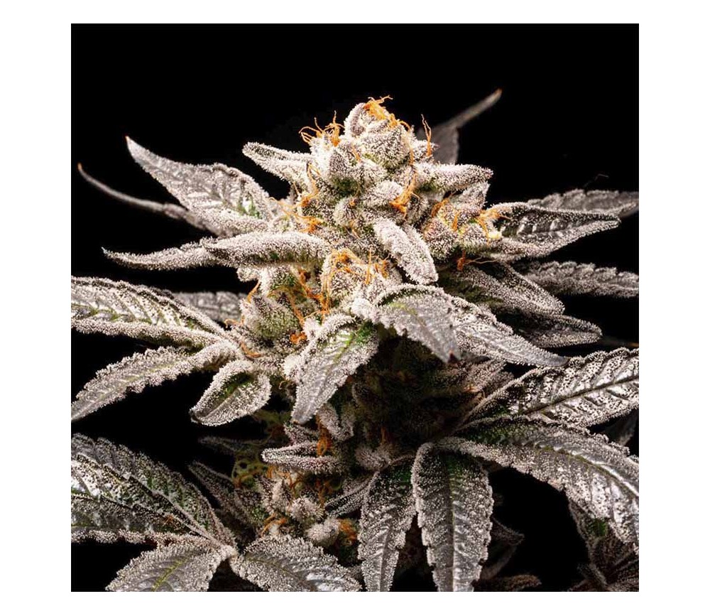 Fancy de R-Kiem Seeds