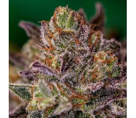 Purple Cherry de Positronics Seeds