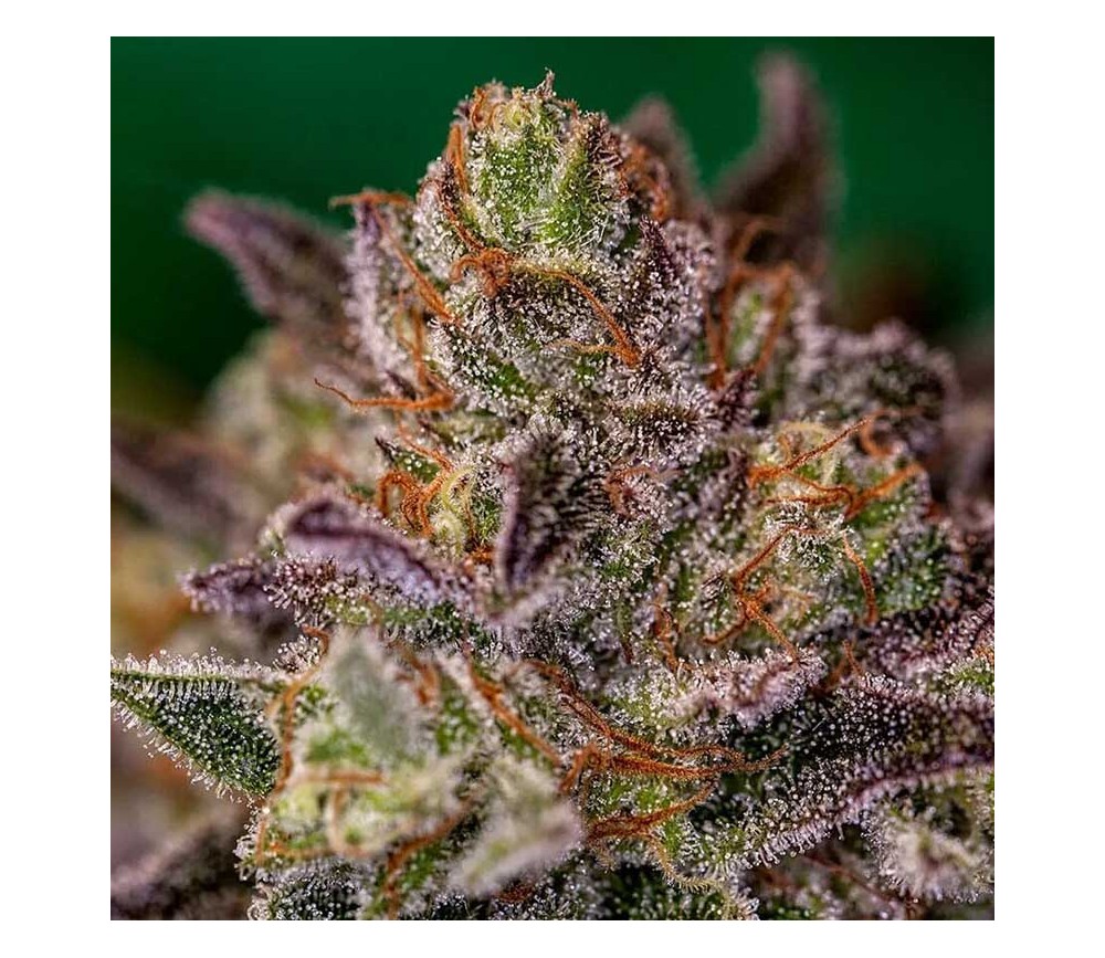 Purple Cherry de Positronics Seeds