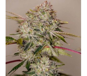 Sticky Dream de Positronics Seeds