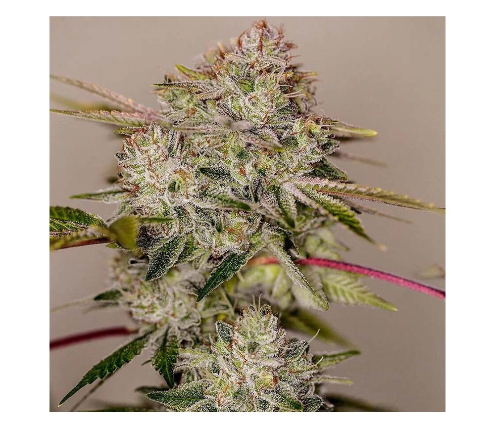 Sticky Dream de Positronics Seeds