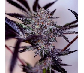 Purple Cherry Auto de Positronics Seeds