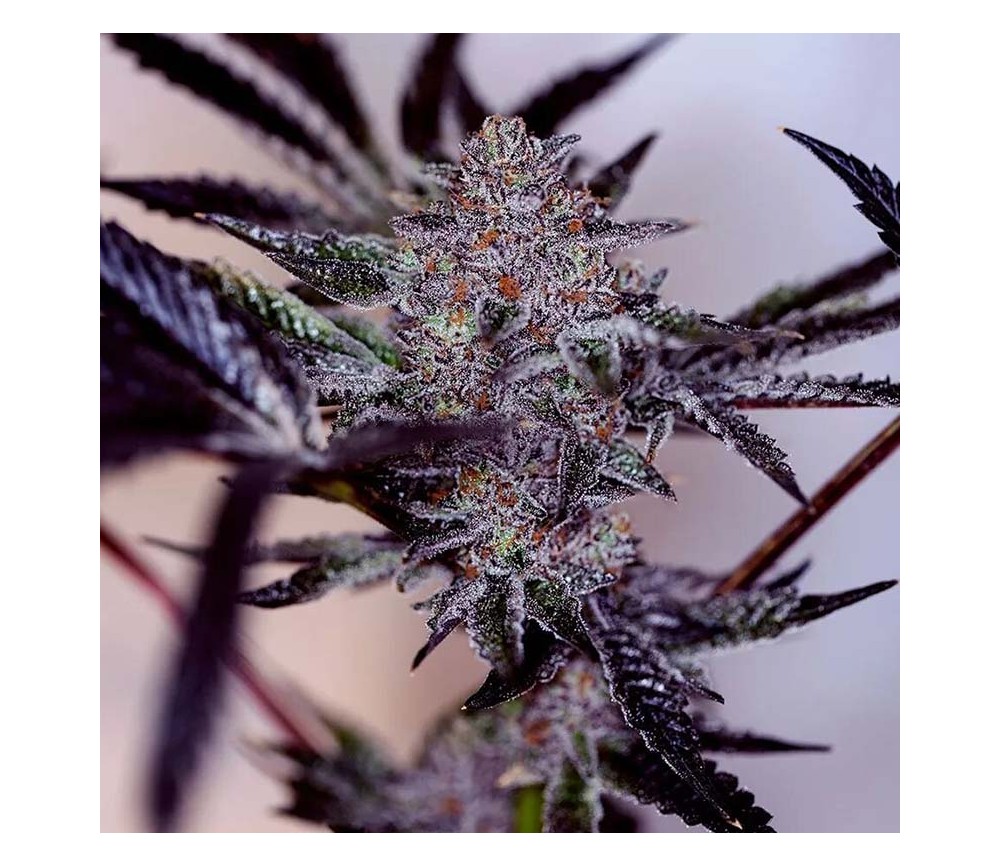 Purple Cherry Auto de Positronics Seeds