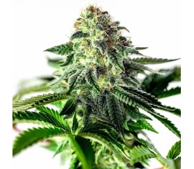 Sticky Dream Auto de Positronics Seeds