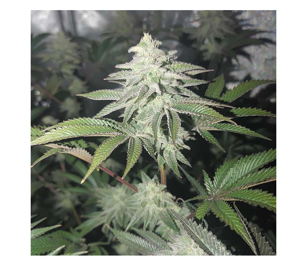 Blueberry de Nirvana Seeds