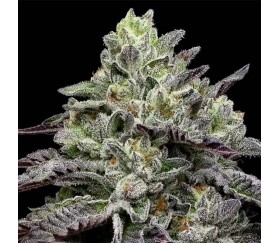 Smashberry Fumez de Anesia Seeds