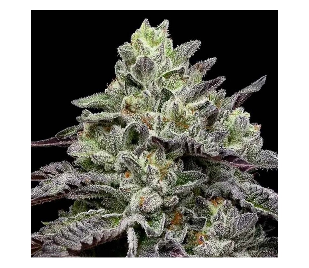 Smashberry Fumez de Anesia Seeds