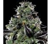 Violet Face Auto de Anesia Seeds