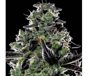 Violet Face Auto de Anesia Seeds