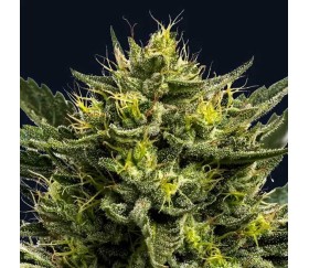 Wham Boom Auto de Anesia Seeds