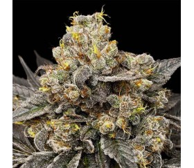 Biscotti Skittlez de 00 Seeds