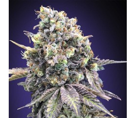 Purple Punch de 00 Seeds