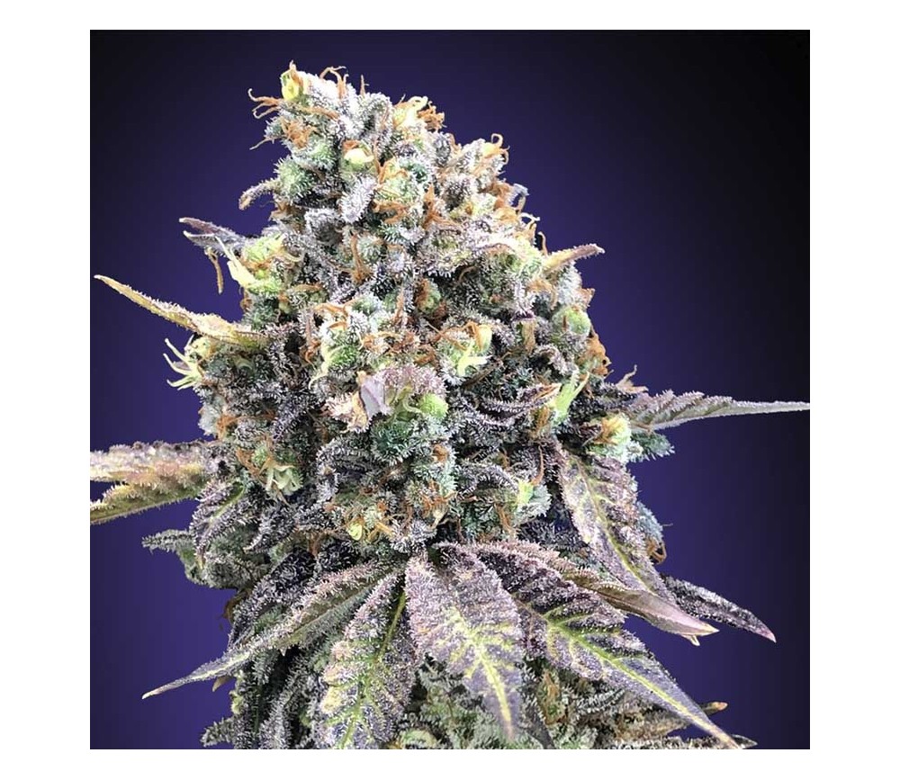 Purple Punch de 00 Seeds