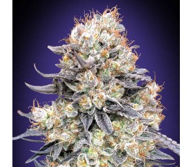 Purple Punch Auto de 00 Seeds