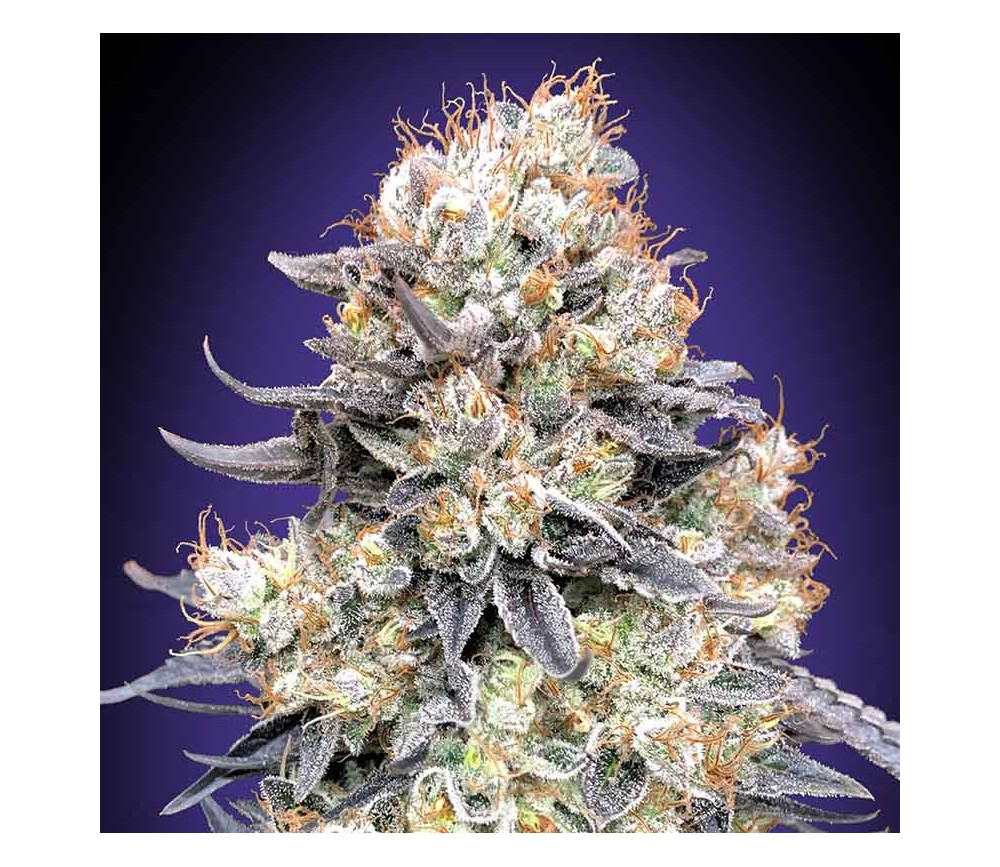 Purple Punch Auto de 00 Seeds