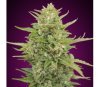 Auto Super Skunk de 00 Seeds