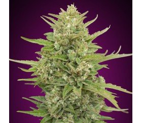 Auto Super Skunk de 00 Seeds