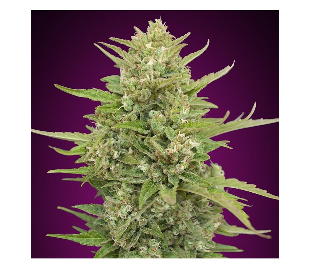 Auto Super Skunk de 00 Seeds