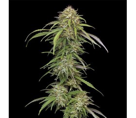 Ed Rosenthal’s Super High Life de Humboldt Seeds