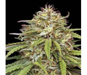 Ed Rosenthal’s Super High Life de Humboldt Seeds