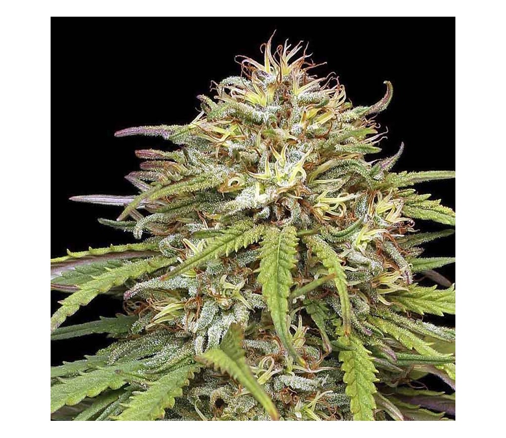 Ed Rosenthal’s Super High Life de Humboldt Seeds