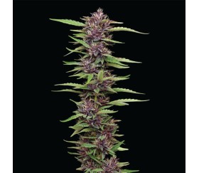 Purple Panty Dropper de Humboldt Seed Company
