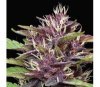 Purple Panty Dropper de Humboldt Seed Company