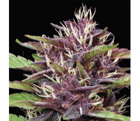Purple Panty Dropper de Humboldt Seed Company