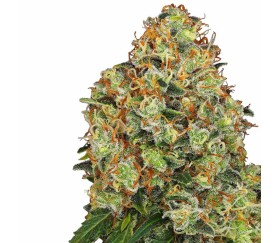 Sweet Tangerine Tanto Auto de White Label Seeds