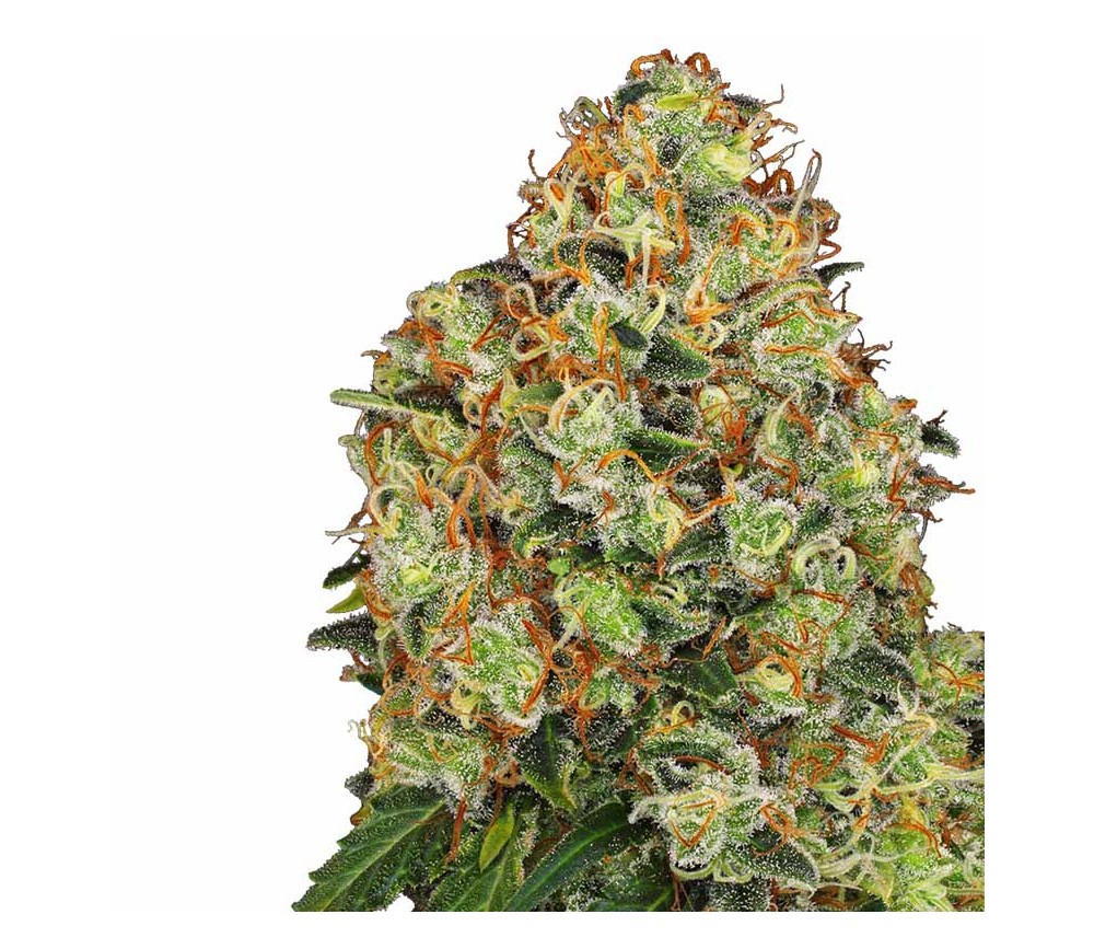 Sweet Tangerine Tanto Auto de White Label Seeds