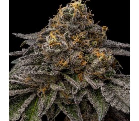 Break Pad Breath de Ripper Seeds