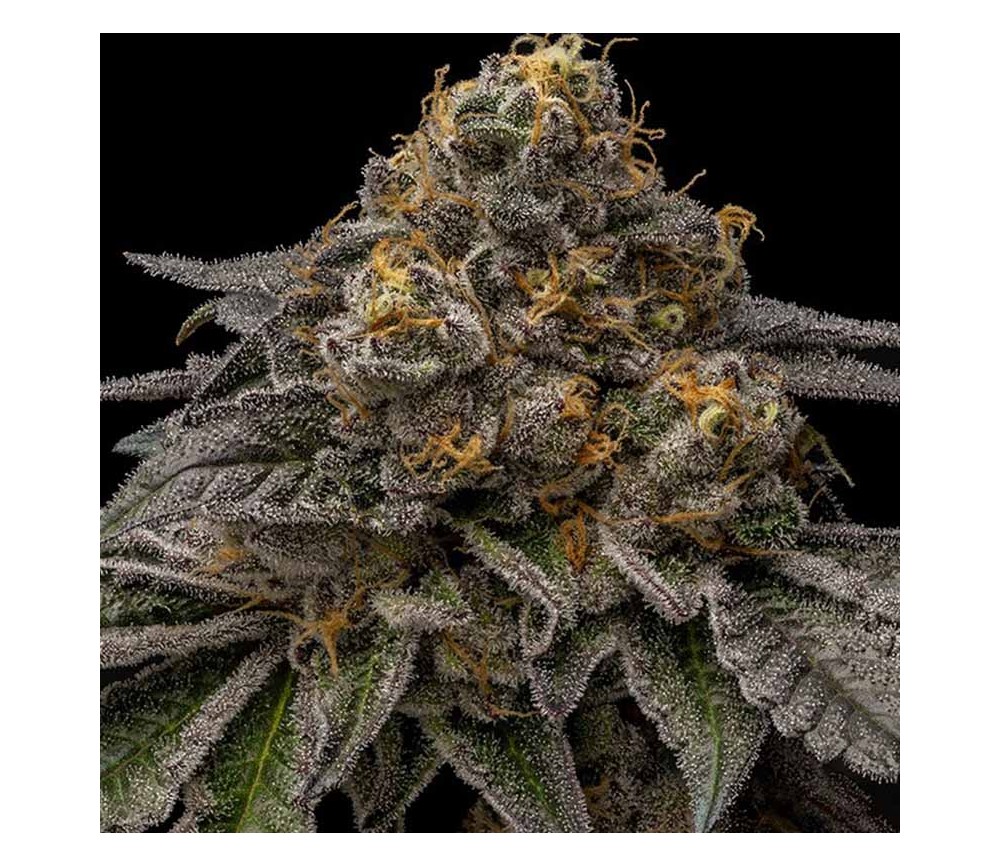 Break Pad Breath de Ripper Seeds