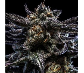 Zombie Kush Auto de Ripper Seeds